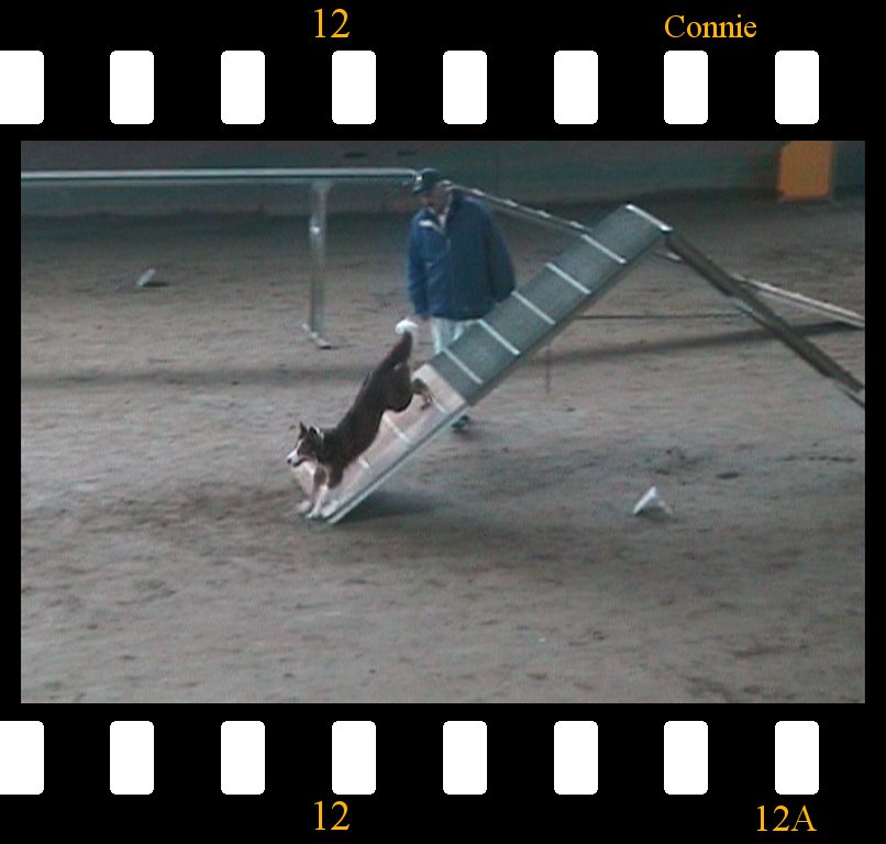 Verolanuova 09.03.2008 Connie Agility 1