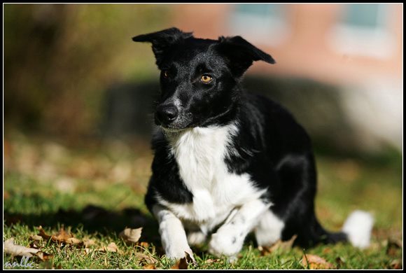 Never Never Land M'Black Mamba Never Never Land M'Black Mamba